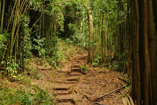 Injured Hiker Rescued by Honolulu Fire Department on Mānoa Falls Trail