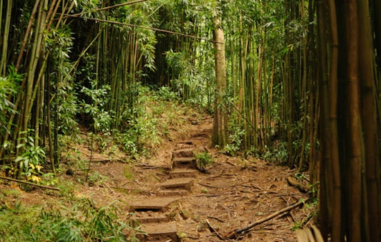 Injured Hiker Rescued by Honolulu Fire Department on Mānoa Falls Trail