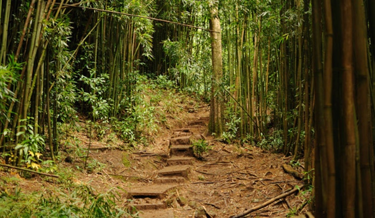 Injured Hiker Rescued by Honolulu Fire Department on Mānoa Falls Trail