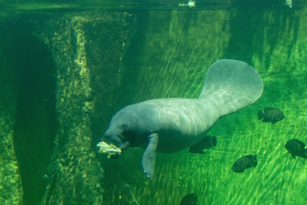 Injured Manatee Rescued Amid Brush Fire Challenges in Marathon, Florida