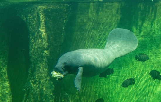 Injured Manatee Rescued Amid Brush Fire Challenges in Marathon, Florida