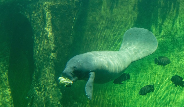 Injured Manatee Rescued Amid Brush Fire Challenges in Marathon, Florida