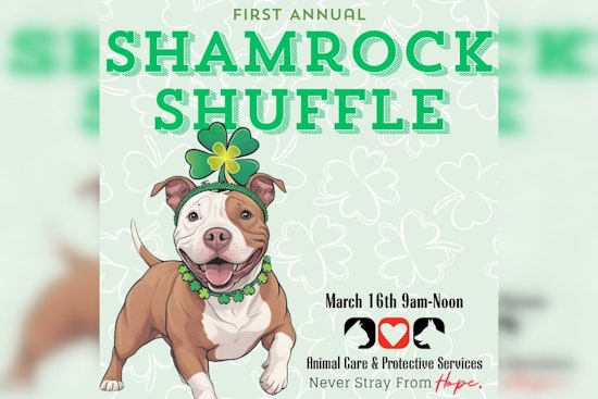 Jacksonville Invites Residents to 'Shamrock Shuffle' with Shelter Dogs for Community Engagement and Animal Welfare