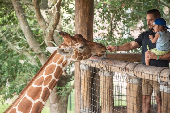 Jacksonville Zoo and Gardens Leaps to No. 4 in USA TODAY's Best Zoo Rankings
