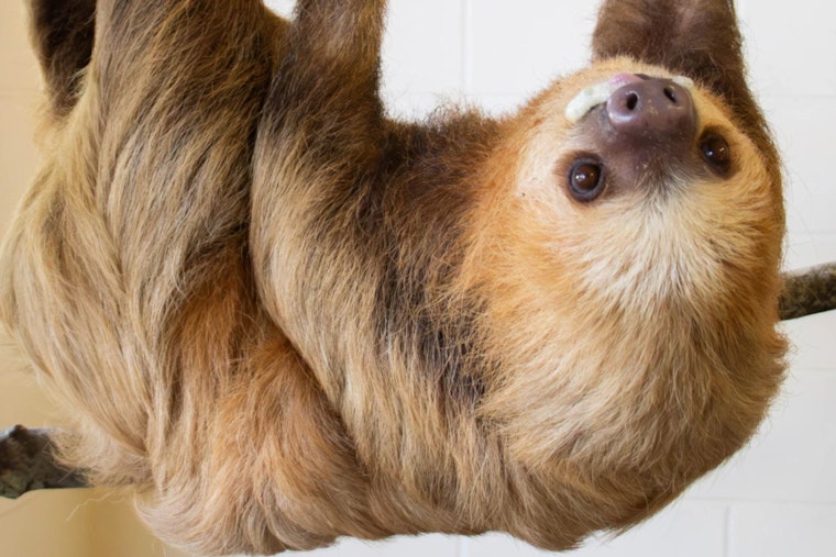 Jacksonville Zoo Welcomes Visitors to 'Sloth Crossing' with New Rainforest-Inspired Habitat