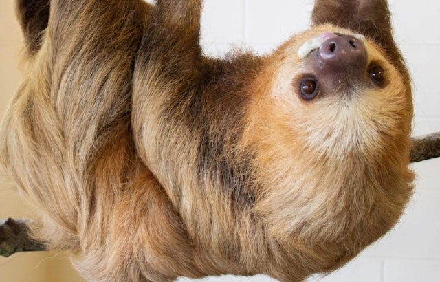Jacksonville Zoo Welcomes Visitors to 'Sloth Crossing' with New Rainforest-Inspired Habitat