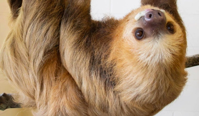Jacksonville Zoo Welcomes Visitors to 'Sloth Crossing' with New Rainforest-Inspired Habitat