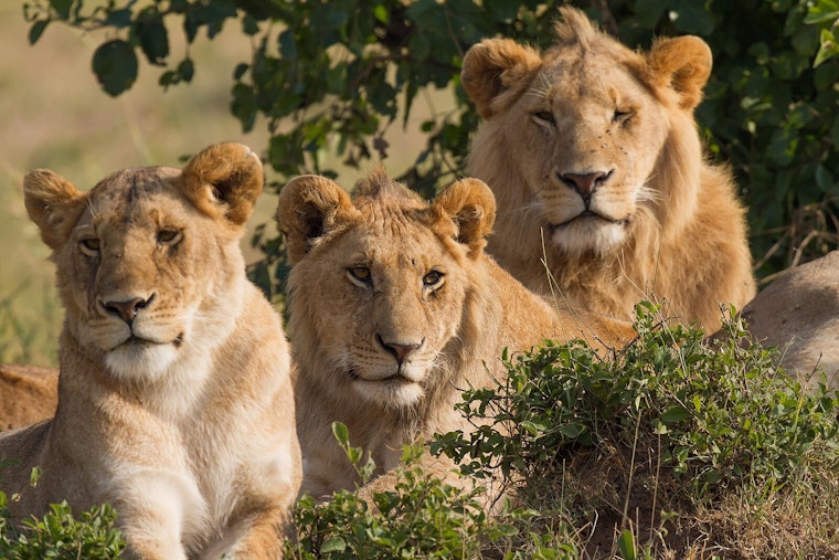 John Ball Zoo Welcomes New African Lions as Part of Grand Rapids' Wildlife Conservation Efforts