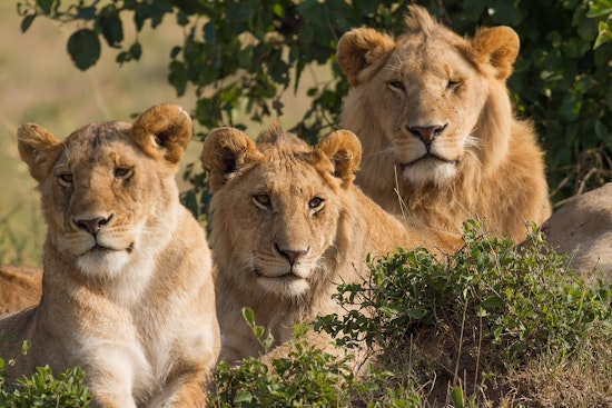 John Ball Zoo Welcomes New African Lions as Part of Grand Rapids' Wildlife Conservation Efforts