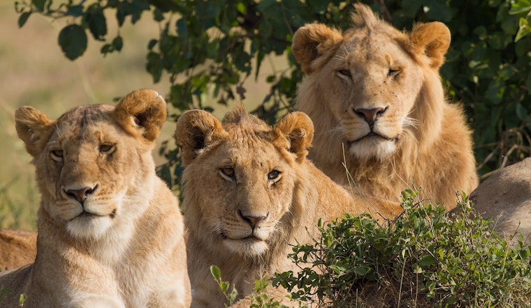 John Ball Zoo Welcomes New African Lions as Part of Grand Rapids' Wildlife Conservation Efforts