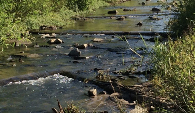 Join the Community Effort for Cleaner Creeks as Charlotte's Creek Week Invites Residents to Environmental Action March 22-29