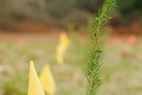 King County Plants Climate-Resilient Trees for Future Forests, Pioneering Adaptive Ecology Initiative