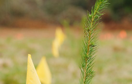 King County Plants Climate-Resilient Trees for Future Forests, Pioneering Adaptive Ecology Initiative