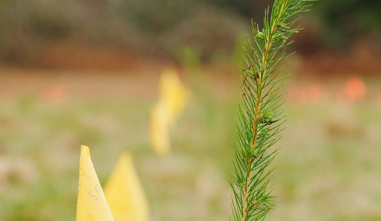 King County Plants Climate-Resilient Trees for Future Forests, Pioneering Adaptive Ecology Initiative
