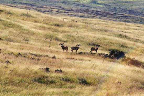 Lānaʻi Opens Applications for Diverse Mouflon Sheep Hunting Season; Lottery System in Play Due to High Demand