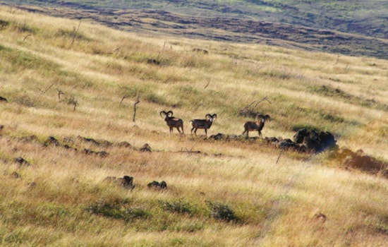 Lānaʻi Opens Applications for Diverse Mouflon Sheep Hunting Season; Lottery System in Play Due to High Demand