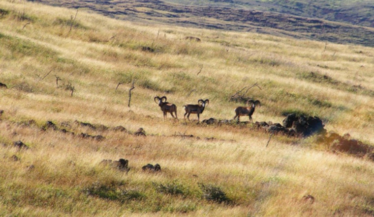 Lānaʻi Opens Applications for Diverse Mouflon Sheep Hunting Season; Lottery System in Play Due to High Demand