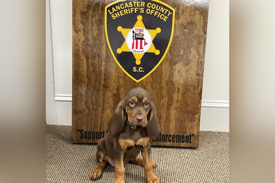 Lancaster County Sheriff's Office Welcomes New Bloodhound Lucky to K-9 Unit