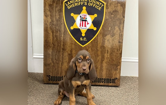 Lancaster County Sheriff's Office Welcomes New Bloodhound Lucky to K-9 Unit