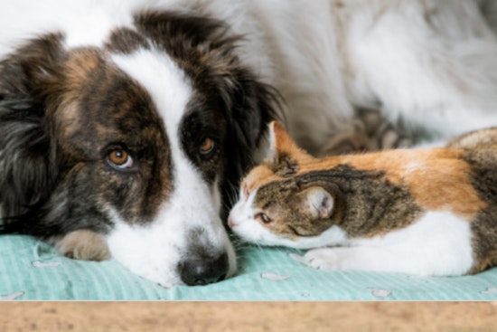 Lawrenceville's Bill Atkinson Animal Welfare Center Appeals for Foster Homes Amid Capacity Strain