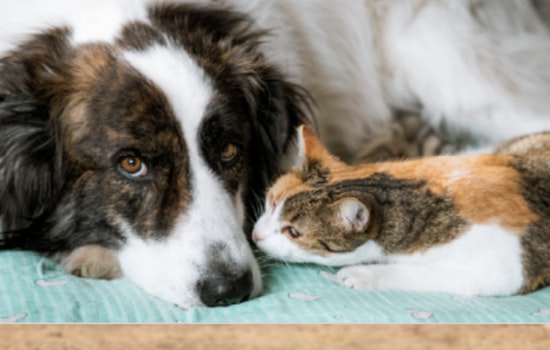 Lawrenceville's Bill Atkinson Animal Welfare Center Appeals for Foster Homes Amid Capacity Strain
