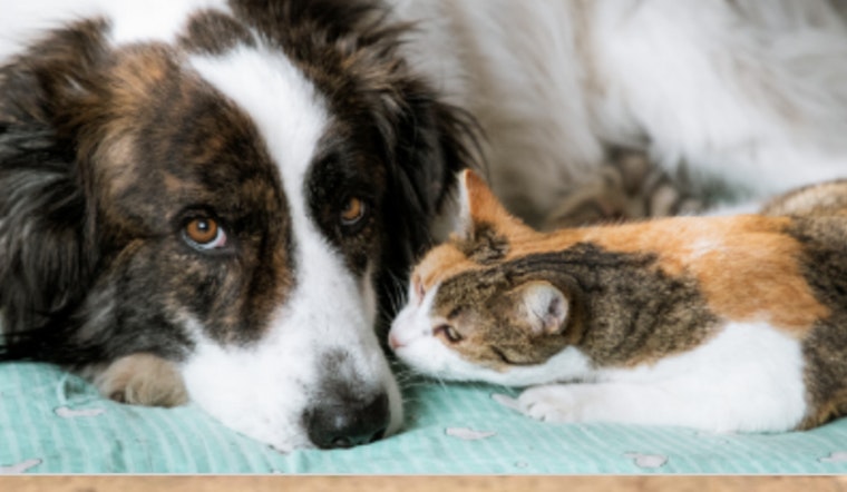Lawrenceville's Bill Atkinson Animal Welfare Center Appeals for Foster Homes Amid Capacity Strain