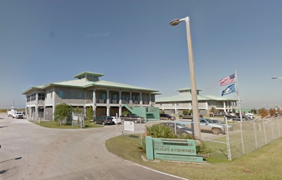 LDWF Launches Online Portal for Oyster Larvae Orders to Support Local Aquaculture in Louisiana