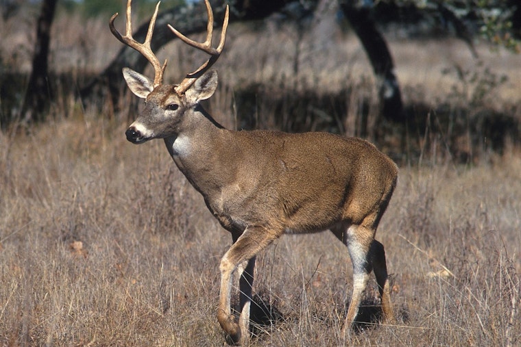 Lecompte Man Charged with Multiple Deer Hunting Violations in Rapides Parish