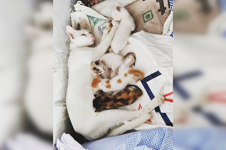 Long Beach Launches Free Spay and Neuter Program in Partnership with The Little Lion Foundation to Tackle Community Cat Overpopulation