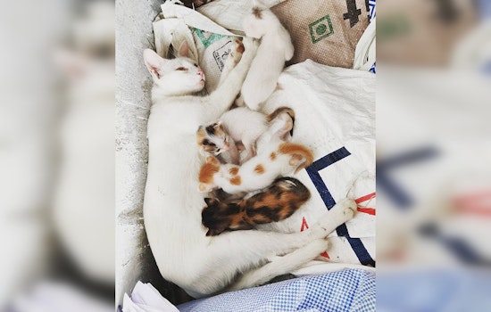 Long Beach Launches Free Spay and Neuter Program in Partnership with The Little Lion Foundation to Tackle Community Cat Overpopulation