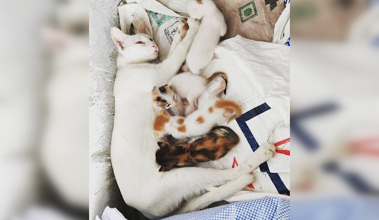 Long Beach Launches Free Spay and Neuter Program in Partnership with The Little Lion Foundation to Tackle Community Cat Overpopulation