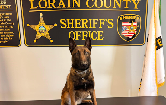 Lorain County Sheriff's Office Celebrates National Puppy Day with New K-9 Recruit and Advocates for Pet Adoption