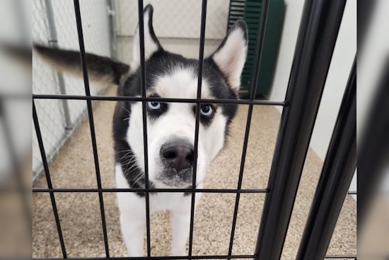 Mankato Community Rallies to Find Owner of Found Husky: Officials Urge Public to Help