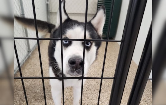 Mankato Community Rallies to Find Owner of Found Husky: Officials Urge Public to Help
