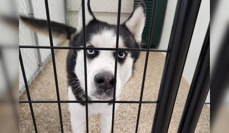 Mankato Community Rallies to Find Owner of Found Husky: Officials Urge Public to Help