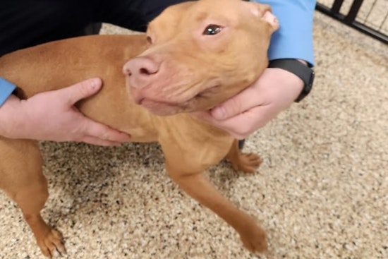 Mankato Officials Seek Owner of Lost Pitbull Found Roaming Without ID