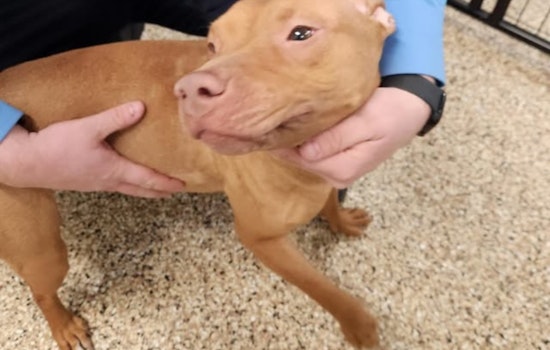 Mankato Officials Seek Owner of Lost Pitbull Found Roaming Without ID