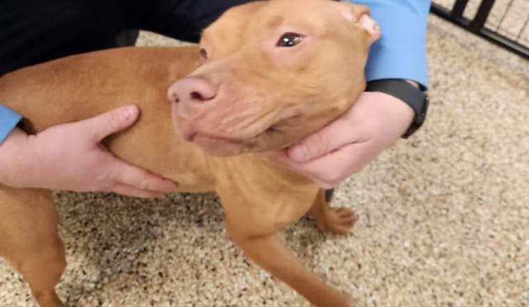 Mankato Officials Seek Owner of Lost Pitbull Found Roaming Without ID