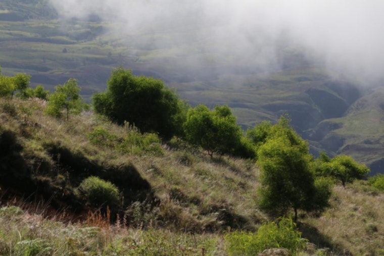 Maui Forest Reserves, Including Kula and Polipoli, Close for April Maintenance