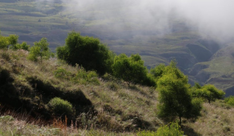 Maui Forest Reserves, Including Kula and Polipoli, Close for April Maintenance