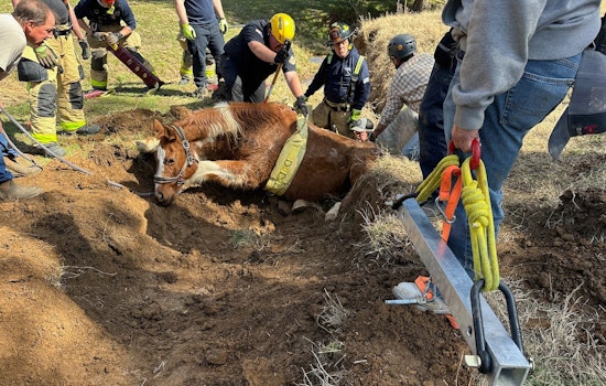 Maury County Agencies and Local Operator Team Up for Successful Horse Rescue on Culleoka Highway