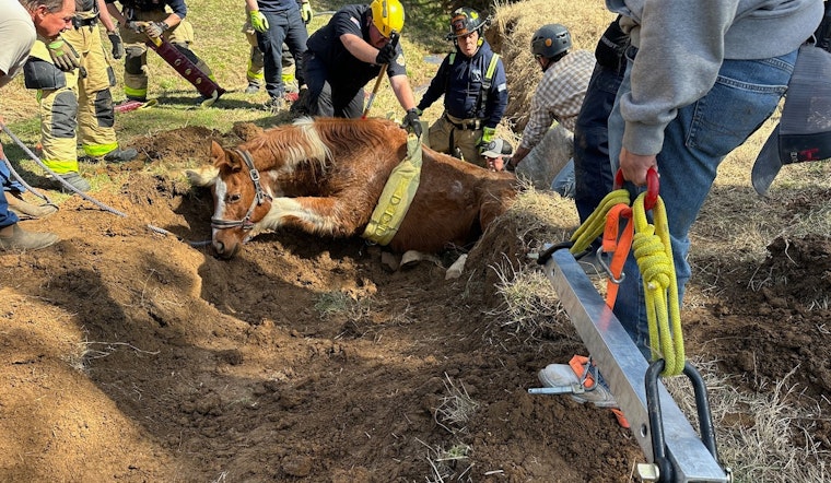 Maury County Agencies and Local Operator Team Up for Successful Horse Rescue on Culleoka Highway