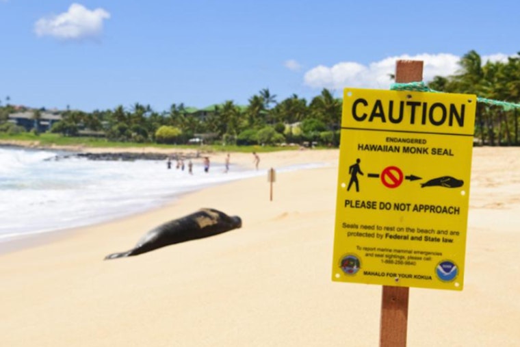 McClain Sisters Apologize Following Social Media Backlash for Inappropriate Interaction with Hawaiian Sea Turtle