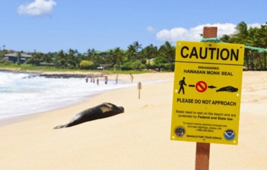McClain Sisters Apologize Following Social Media Backlash for Inappropriate Interaction with Hawaiian Sea Turtle
