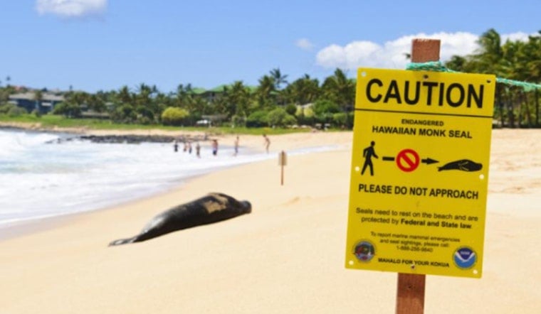 McClain Sisters Apologize Following Social Media Backlash for Inappropriate Interaction with Hawaiian Sea Turtle