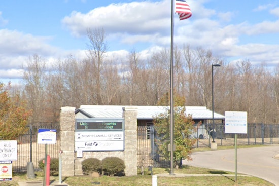 Memphis Animal Services Euthanizes Dogs Amid CDV Outbreak to Protect Community Health