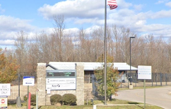 Memphis Animal Services Euthanizes Dogs Amid CDV Outbreak to Protect Community Health