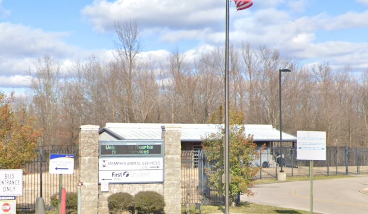 Memphis Animal Services Euthanizes Dogs Amid CDV Outbreak to Protect Community Health