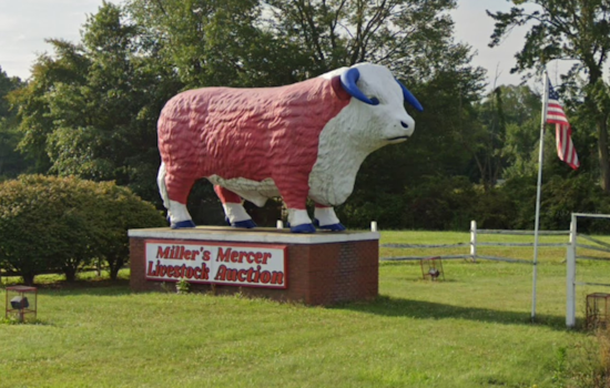 Mercer County Livestock Auction Owner Charged with Animal Cruelty Amid Disturbing Discovery