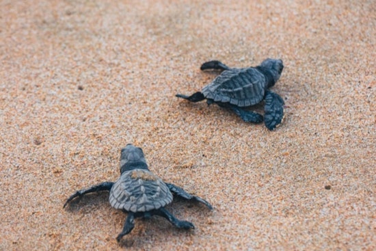 Miami-Dade County Celebrates Sea Turtle Nesting Season with Turtlepalooza Event at Crandon Park